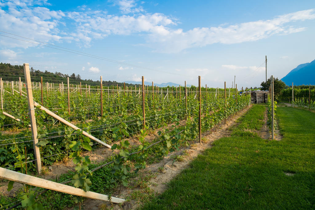 Ferienwohnung Pippohof Appiano Sulla Strada Del Vino Habitación foto